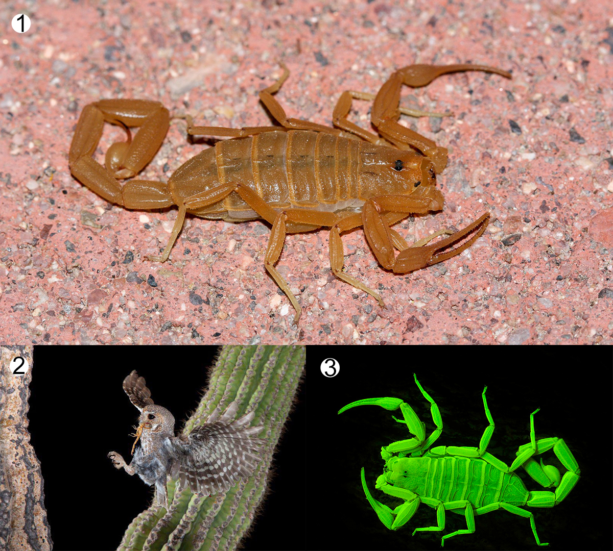 Photo of Arizona Bark Scorpion