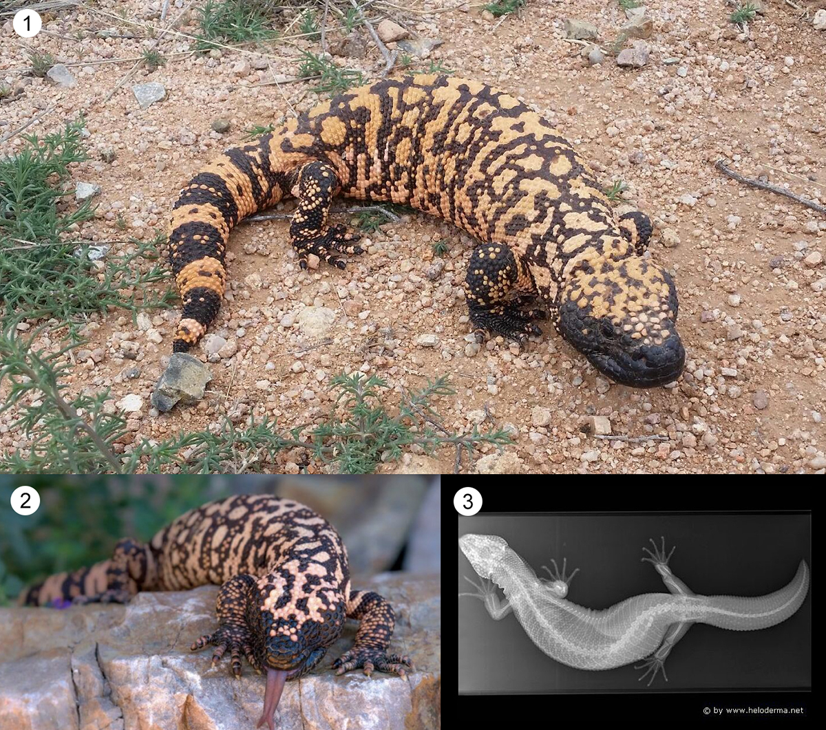 Photo of Gila Monster
