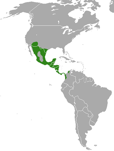 Range Map for White-nosed Coati