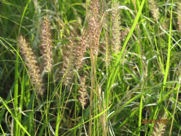 Photo of buffelgrass stalk