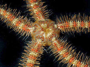 Brittlestar, Ophiothrix spiculata. Photo by Larry Jon Friesen