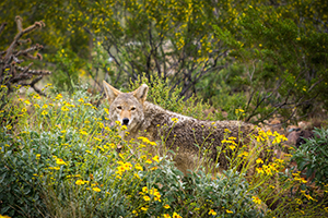 Desert Loop Trail