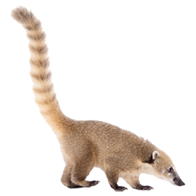 Coati