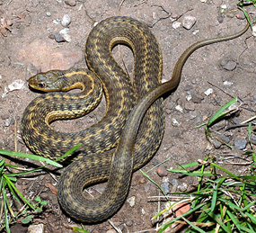 Mexican Garter Snake