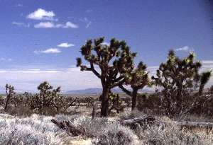 Mohave Desert image gallery