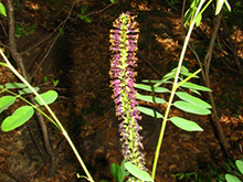 False Indigo Bush