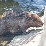 Beaver