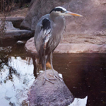 Great Blue Heron