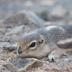 Antelope Squirrel