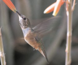 Broad-tailed Hummingbird