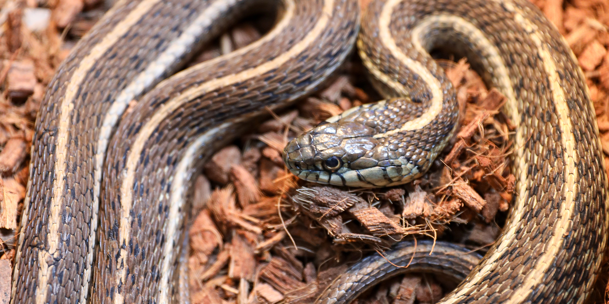 Mexican Gartersnake  Photo
