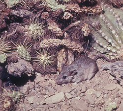 Packrat near cactus