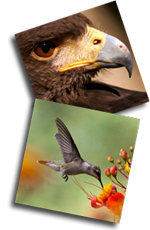 Hawk and Hummingbird beak photos