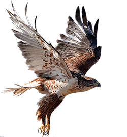 Ferruginous Hawk