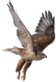 Ferruginous Hawk