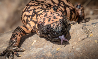 Gila Monster