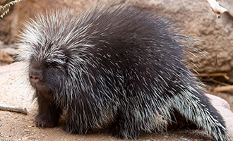 Porcupine