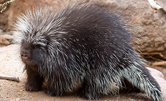 Porcupine